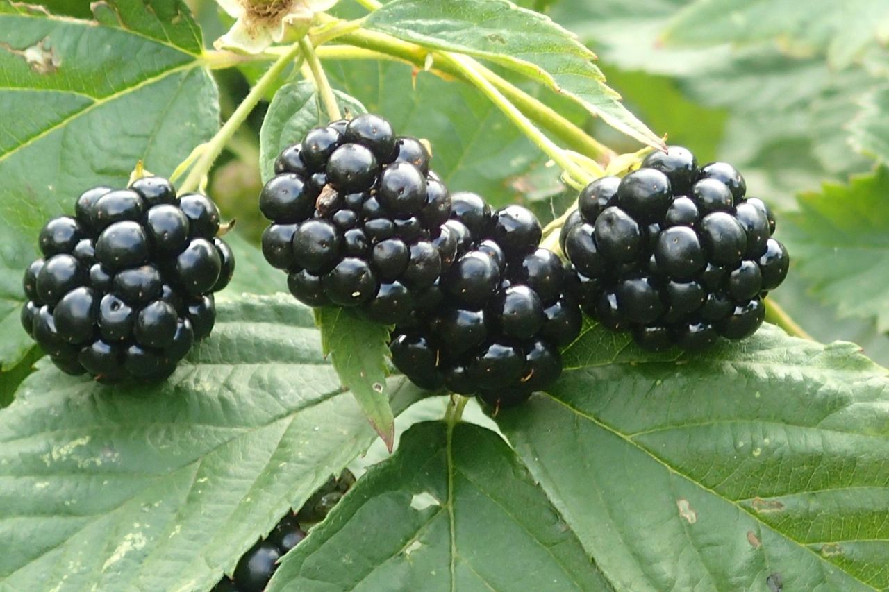 Działka rolna Baranówka. Zdjęcie 5