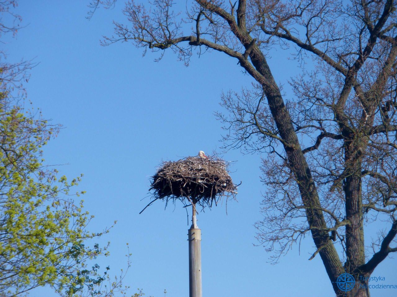 Działka siedliskowa Chrystkowo. Zdjęcie 7