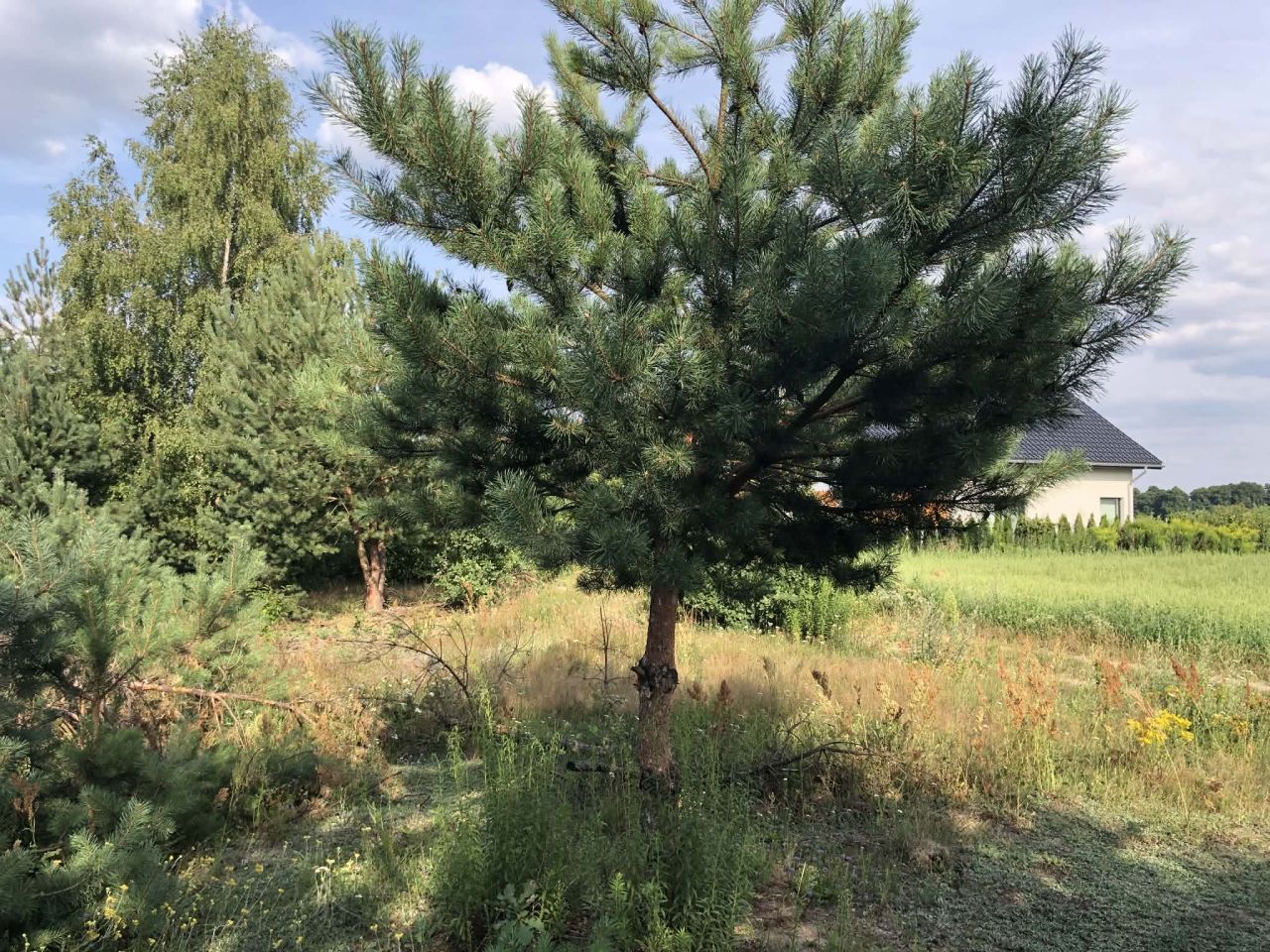 Działka budowlana Budy Wandalińskie. Zdjęcie 3