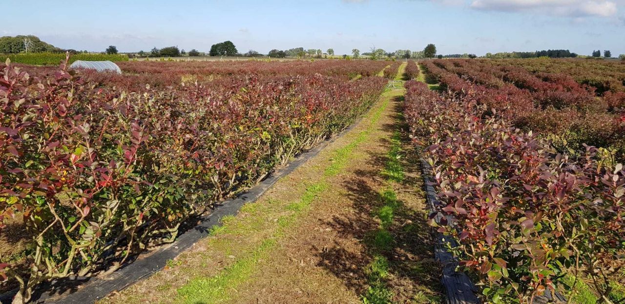 Działka rolna Białe. Zdjęcie 8