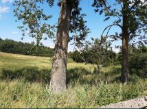 Działka budowlana Morany. Zdjęcie 3