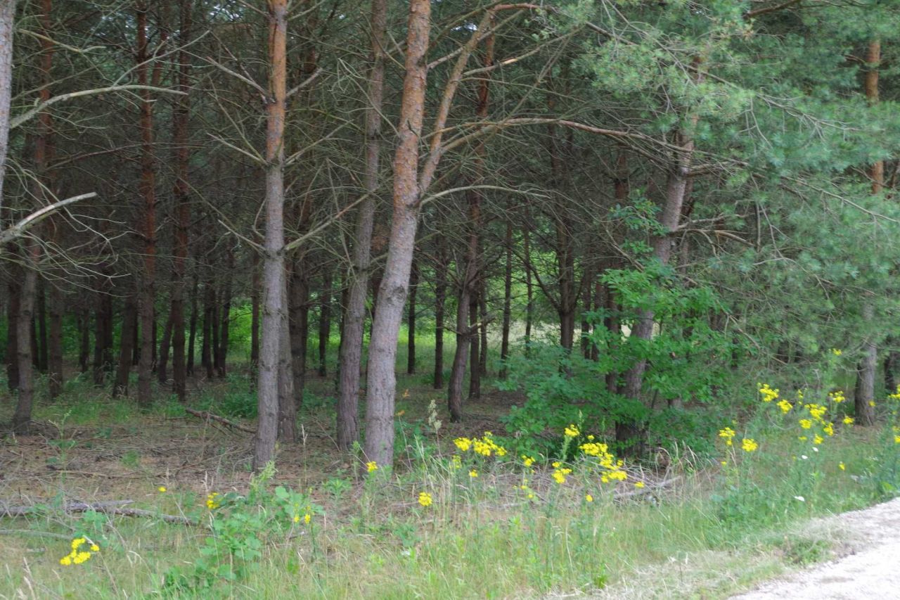 Działka budowlana Sokołowo. Zdjęcie 5