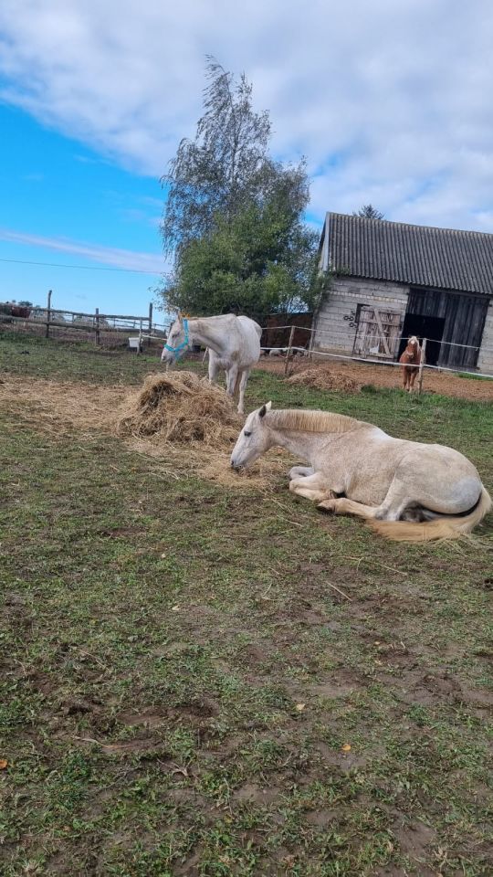 dom wolnostojący, 2 pokoje Szychowo. Zdjęcie 3