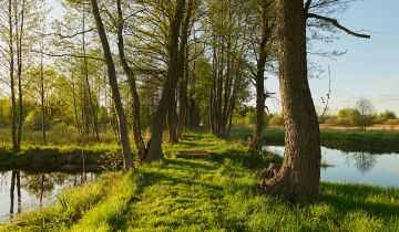 Działka siedliskowa Aleksandrów