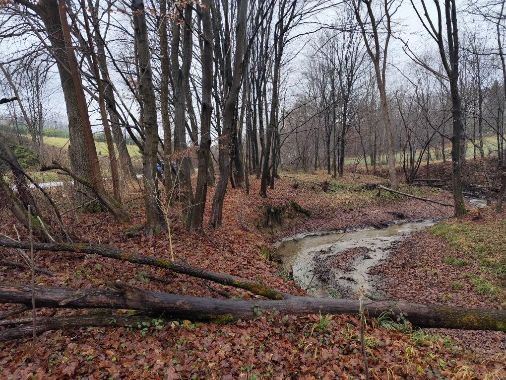 Działka leśna Lipnica Górna. Zdjęcie 6