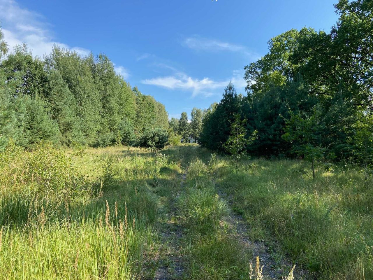 Działka rolno-budowlana Mniów Gajówka, ul. Gajowa. Zdjęcie 5