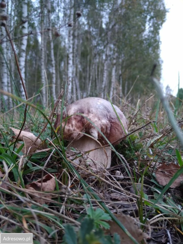 Działka budowlana Nowa Wieś. Zdjęcie 11