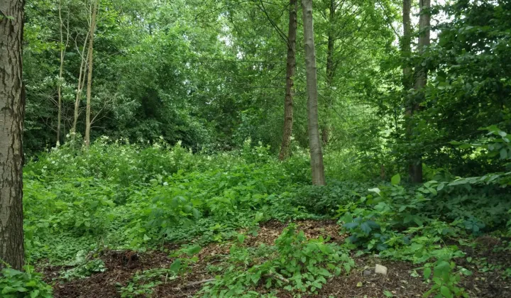 Działka budowlana Ostróda, ul. Celestyna Mrongowiusza
