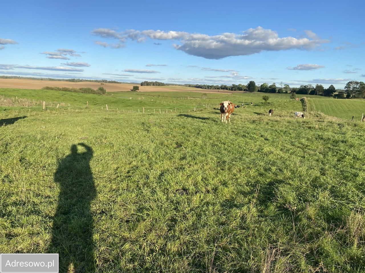 Działka budowlana Jeziorowskie. Zdjęcie 8