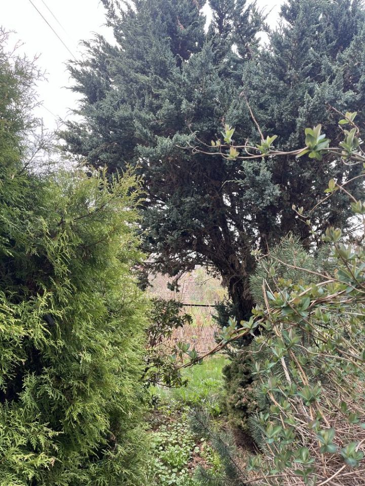 Działka rod Sosnowiec Niwka. Zdjęcie 6