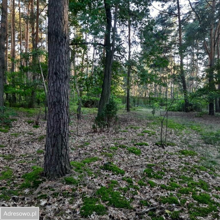 Działka leśna Słopsk. Zdjęcie 2