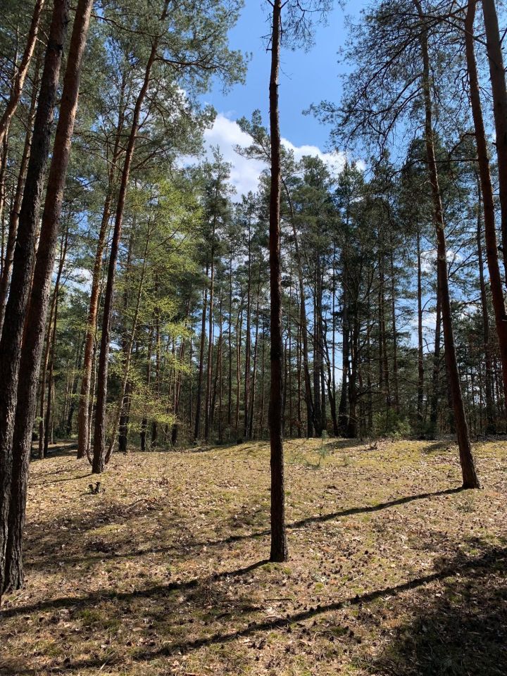 Działka leśna Nowe Polesie. Zdjęcie 7