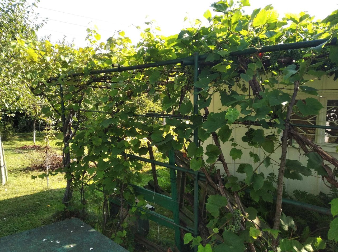 Działka rod Racibórz, ul. Opawska. Zdjęcie 6