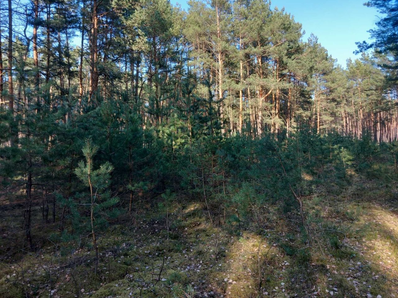 Działka leśna Dobrosław. Zdjęcie 4