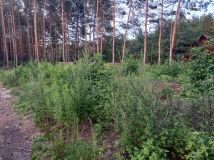 Działka budowlana Dąbrowa. Zdjęcie 1