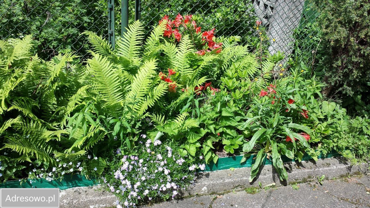 dom wolnostojący, 6 pokoi Jelenia Góra Cieplice Śląskie-Zdrój, ul. Wojciecha Tabaki. Zdjęcie 5