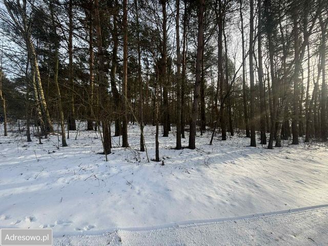 Działka leśna Kuźnica Żerechowska. Zdjęcie 1