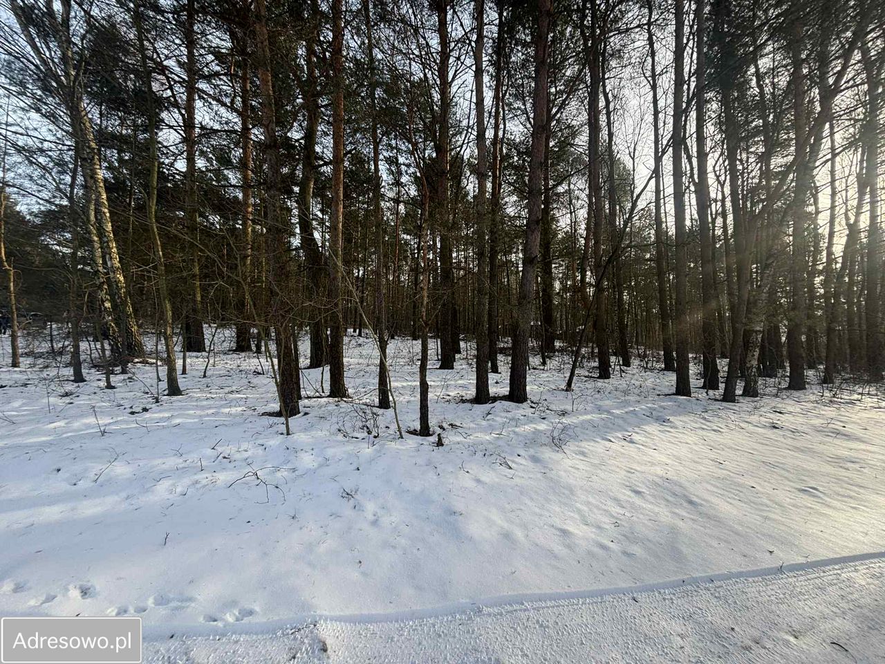 Działka leśna Kuźnica Żerechowska