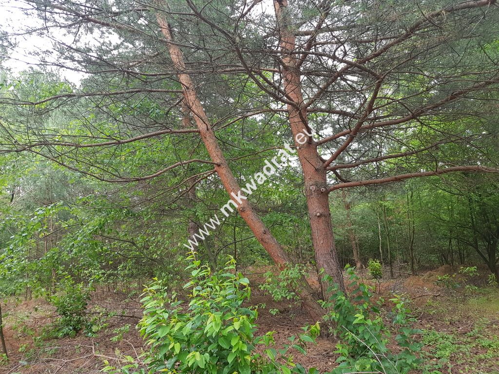 Działka budowlana Musuły. Zdjęcie 3