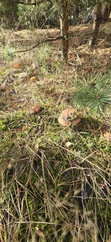 Działka budowlana Skrzynka. Zdjęcie 8