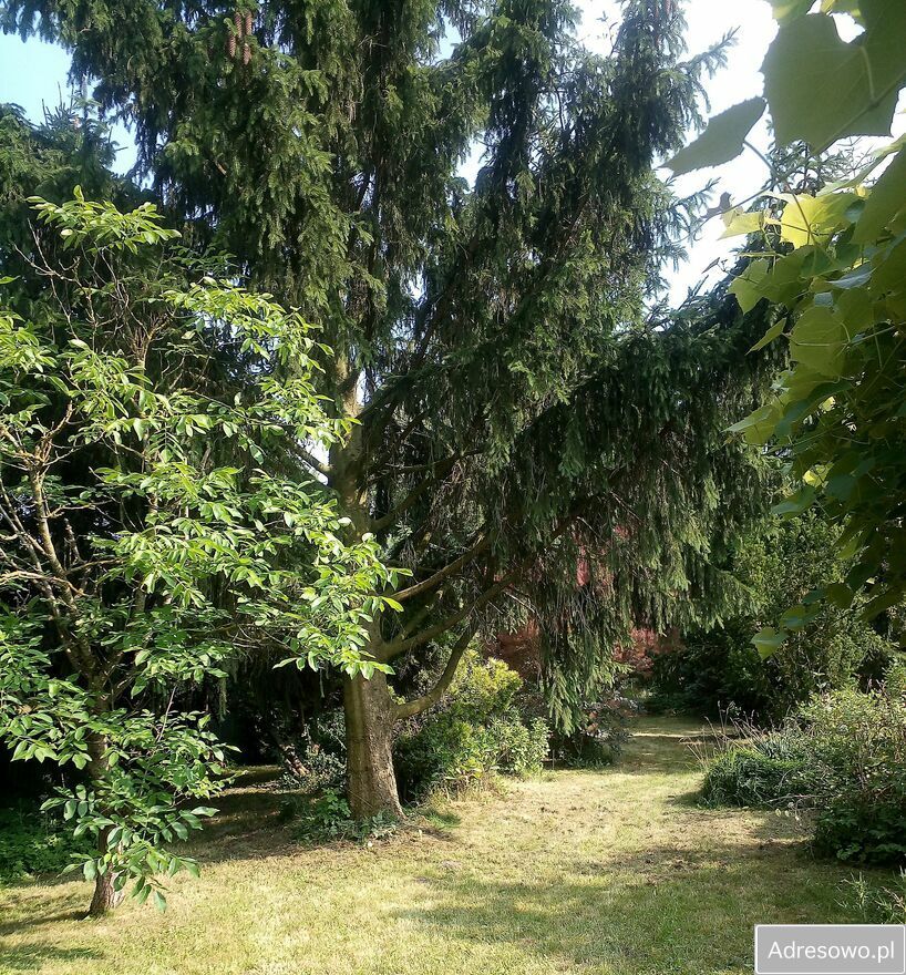 Działka siedliskowa Wolica. Zdjęcie 5