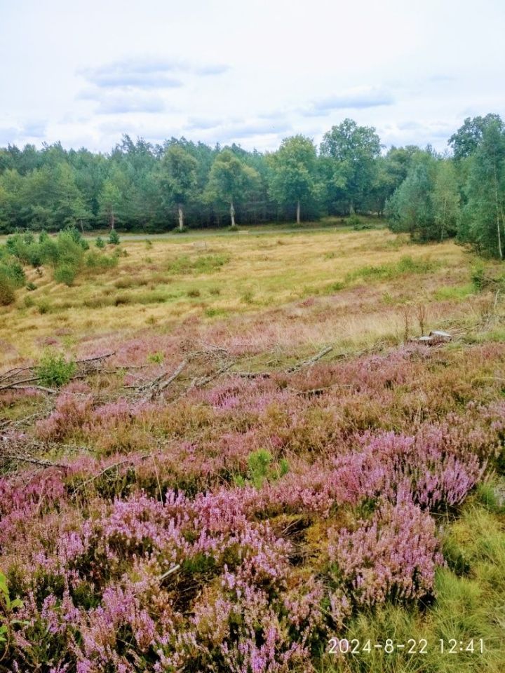 Działka rolno-budowlana Sominy. Zdjęcie 4