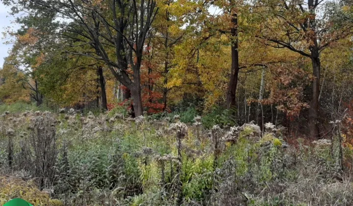 Działka budowlana Rusiec