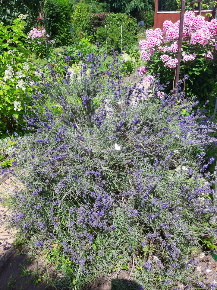 Działka rod Warszawa Białołęka Dworska, ul. Cieślewskich. Zdjęcie 7