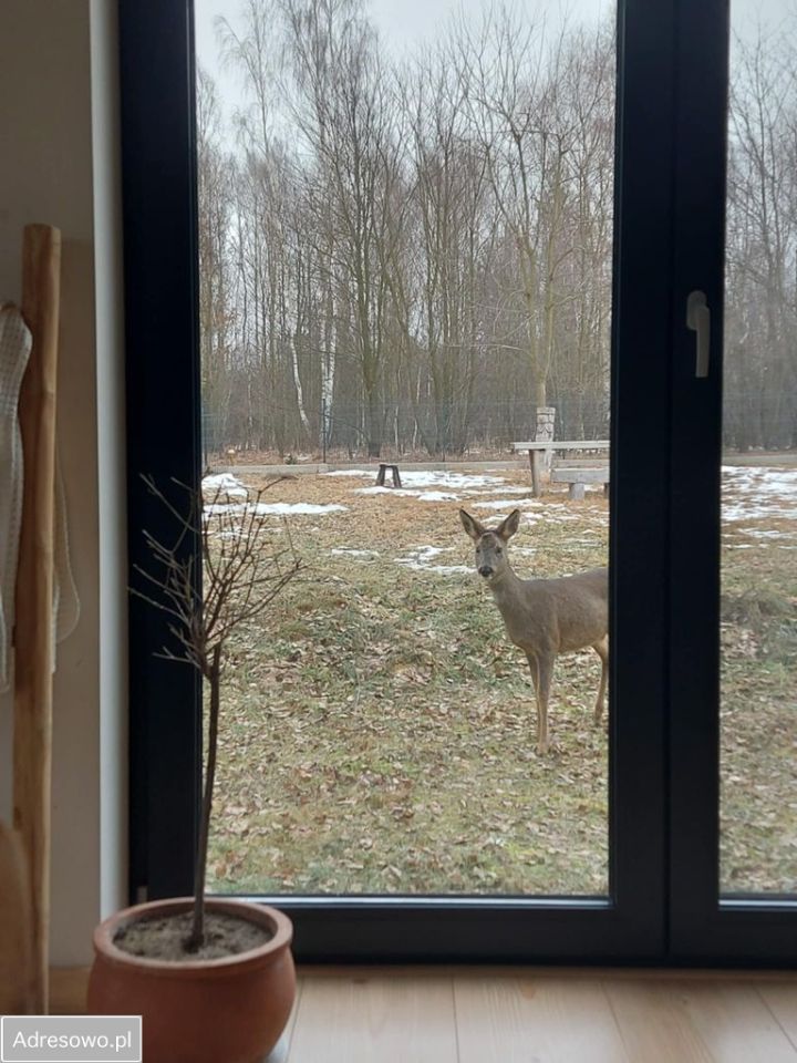 dom wolnostojący, 5 pokoi Częstochowa Kiedrzyn. Zdjęcie 12