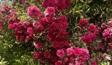 Działka rod Warszawa Mokotów