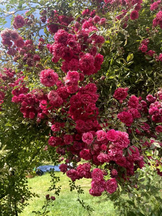 Działka rod Warszawa Mokotów. Zdjęcie 2