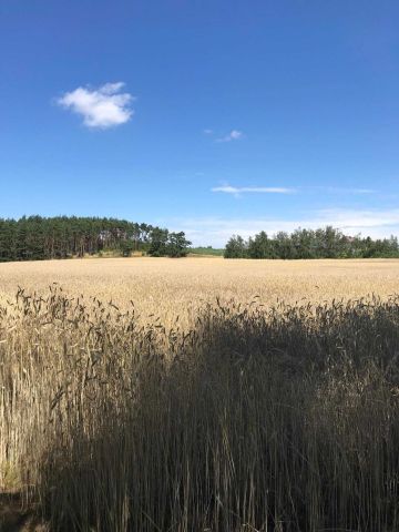 Działka budowlana Chomiąża Szlachecka. Zdjęcie 1