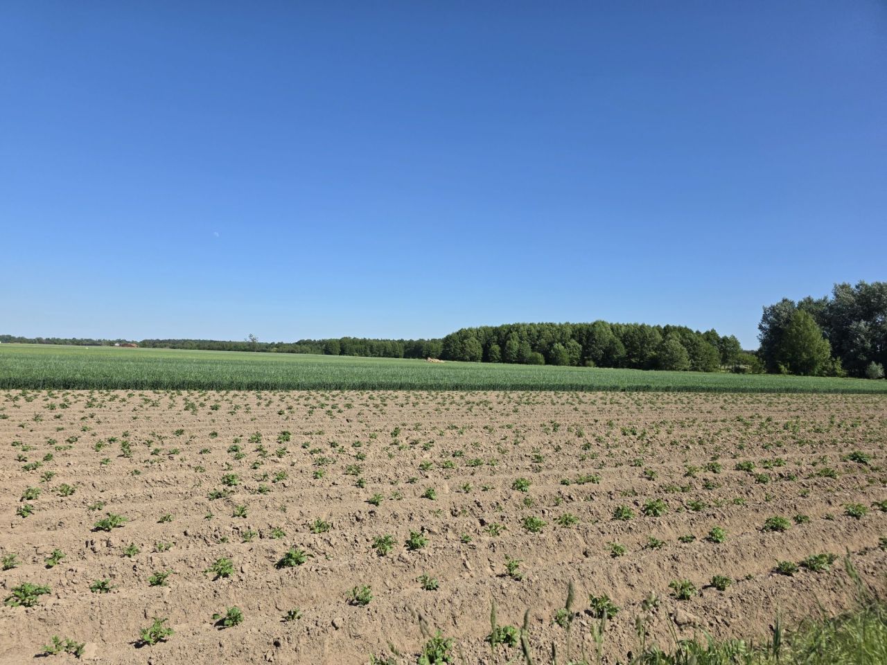 Działka budowlana Skalmierzyce, ul. Brzozowa. Zdjęcie 3