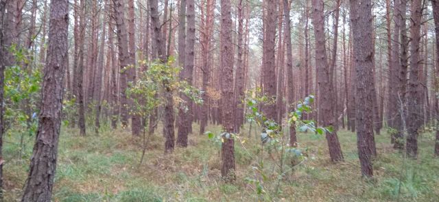 Działka leśna Horodyszcze. Zdjęcie 1
