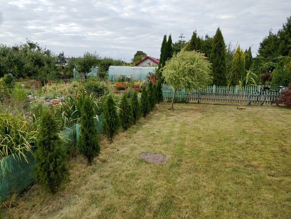 Działka rod Rogoźno, os. Przemysława II. Zdjęcie 4