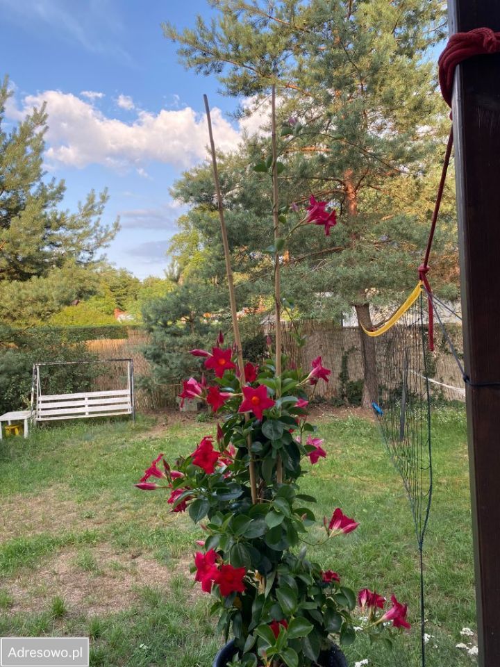 dom wolnostojący, 6 pokoi Urle, ul. 1 Maja. Zdjęcie 16