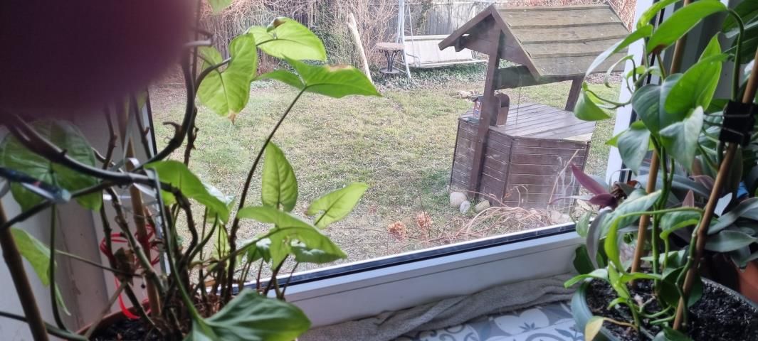 dom wolnostojący, 3 pokoje Pruszków Bąki. Zdjęcie 4