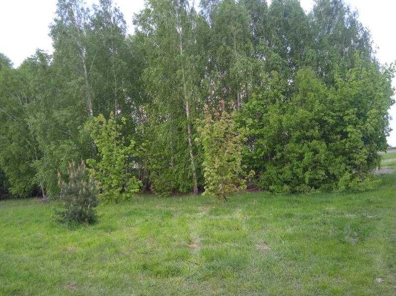 Działka budowlana Okrzeja. Zdjęcie 6