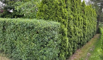 Działka rod Gniezno