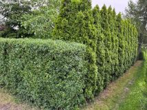 Działka rod Gniezno. Zdjęcie 1