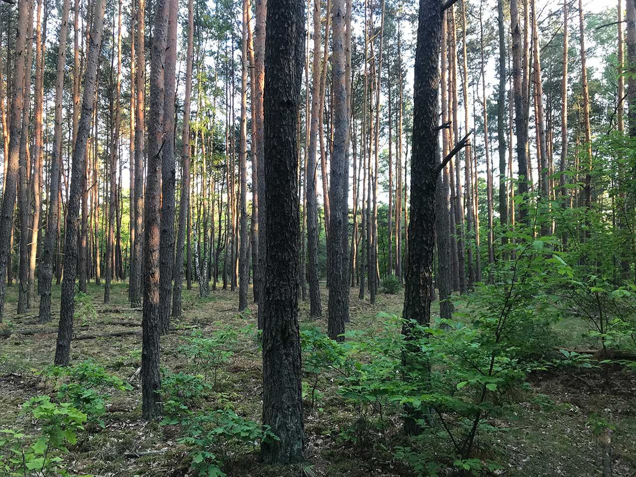 Działka leśna Warszawa Choszczówka, ul. Różopole. Zdjęcie 6