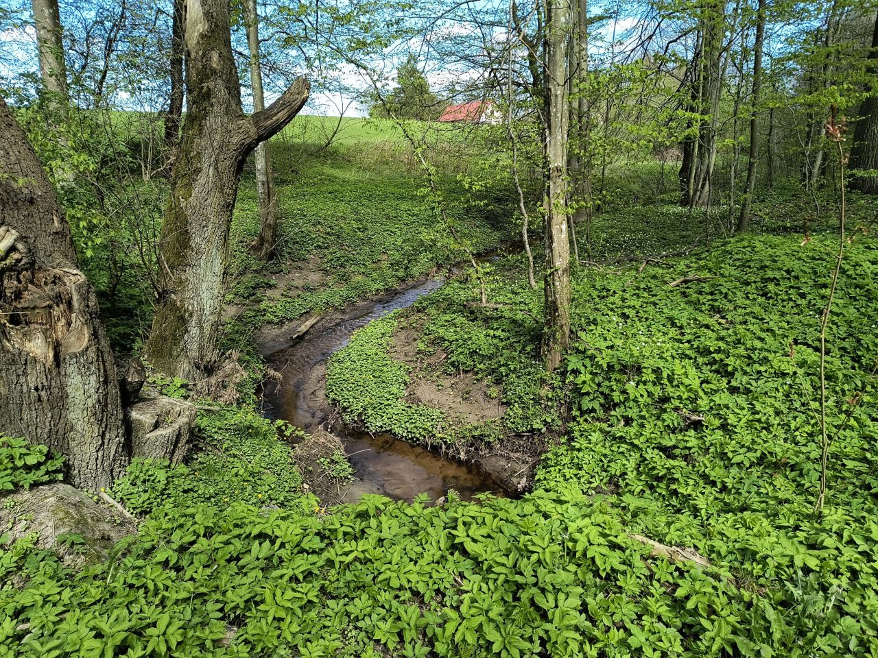 Działka rekreacyjna Sławutowo, ul. Szkolna. Zdjęcie 11