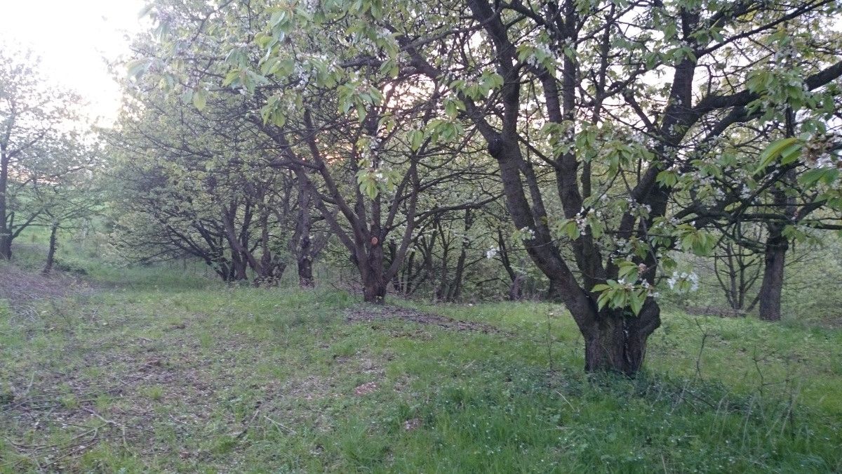 Działka siedliskowa Maszków, ul. Zamoście. Zdjęcie 6