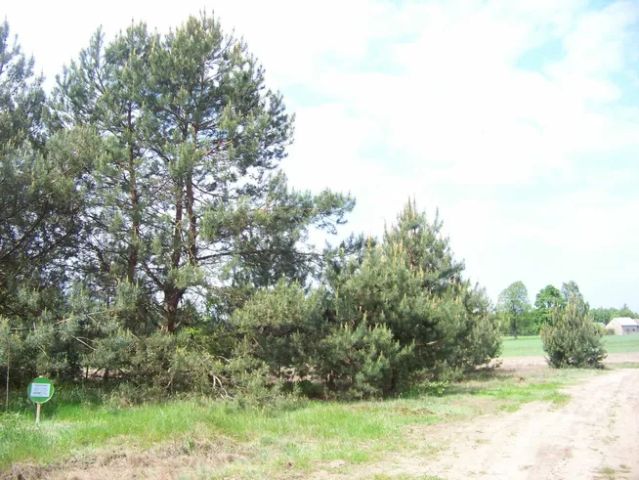 Działka rolna Rososz. Zdjęcie 1