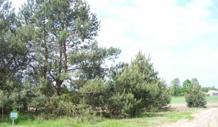 Działka rolna Rososz