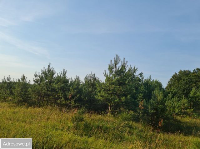 Działka siedliskowa Lękwica. Zdjęcie 1