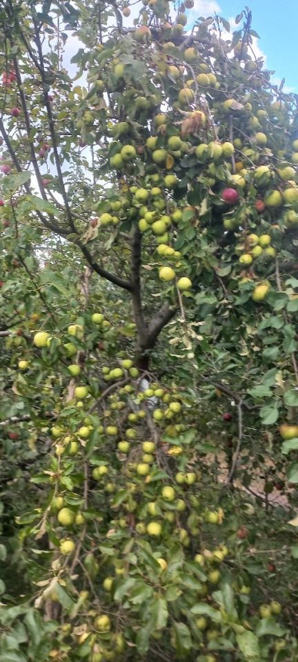 Działka rod Kędzierzyn-Koźle Kuźniczka. Zdjęcie 5