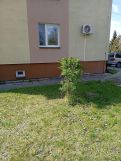 Mieszkanie 3-pokojowe Lubycza Królewska, Zamojska. Zdjęcie 1
