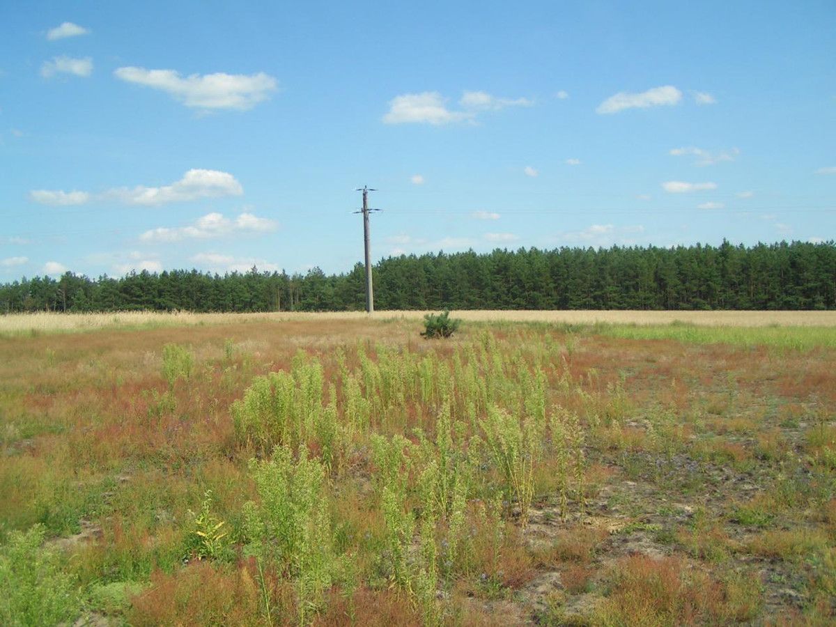 Działka budowlana Bujniczki-Kolonia Kopanina. Zdjęcie 2
