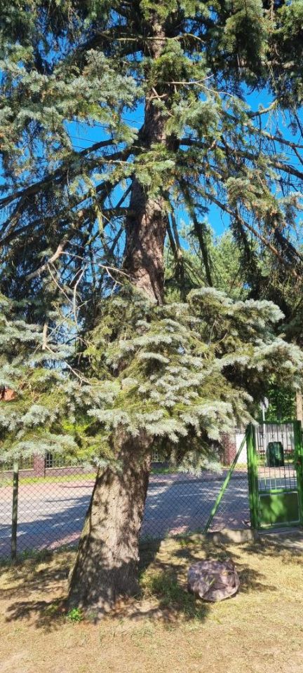 dom wolnostojący, 3 pokoje Grodzisk Mazowiecki Centrum. Zdjęcie 5